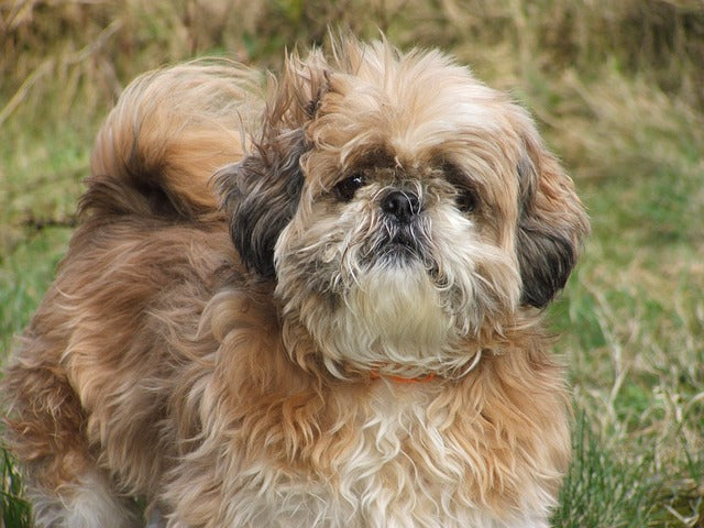 Shi-Tzu
